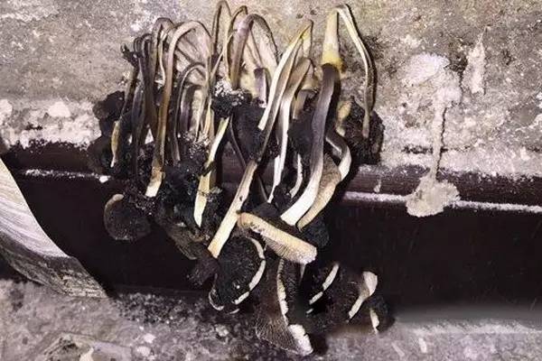 嚇S人！！！精裝房墻壁內竟長滿毒蘑菇！——史上最全的精裝房驗收攻略！